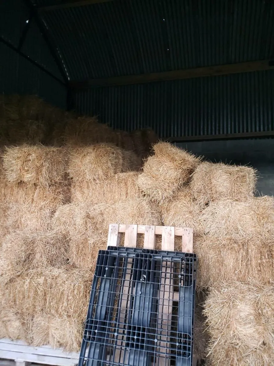 Small Square Bales Hay - Image 2