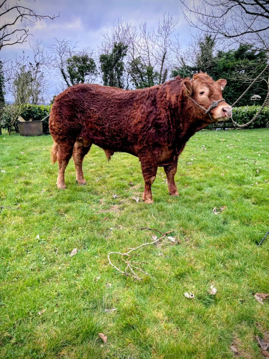 Top Quality Limousin Bull - Image 1