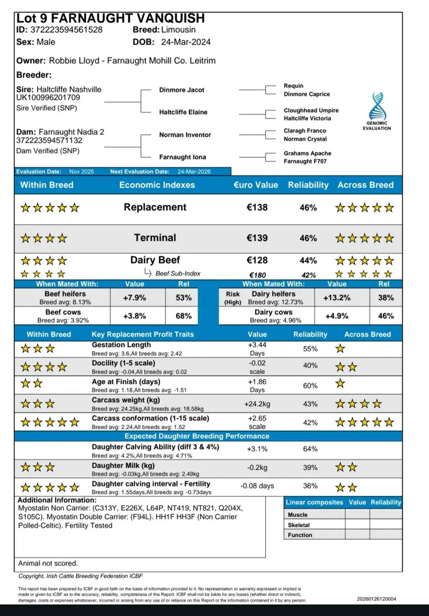 Top Quality Limousin Bull - Image 3