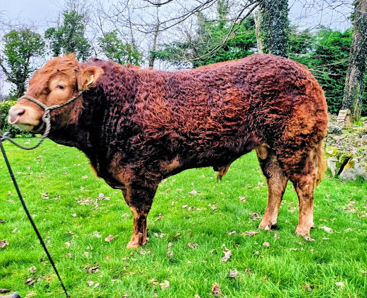 Top Quality Limousin Bull - Image 2