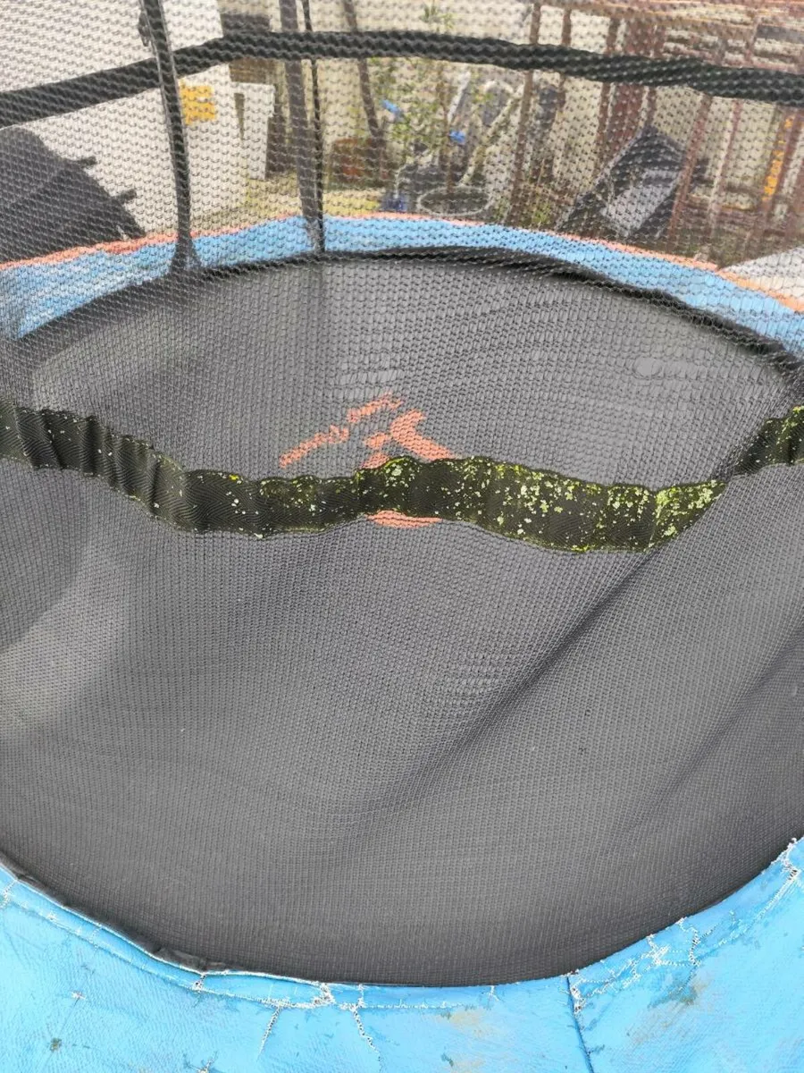 Trampoline - Image 2