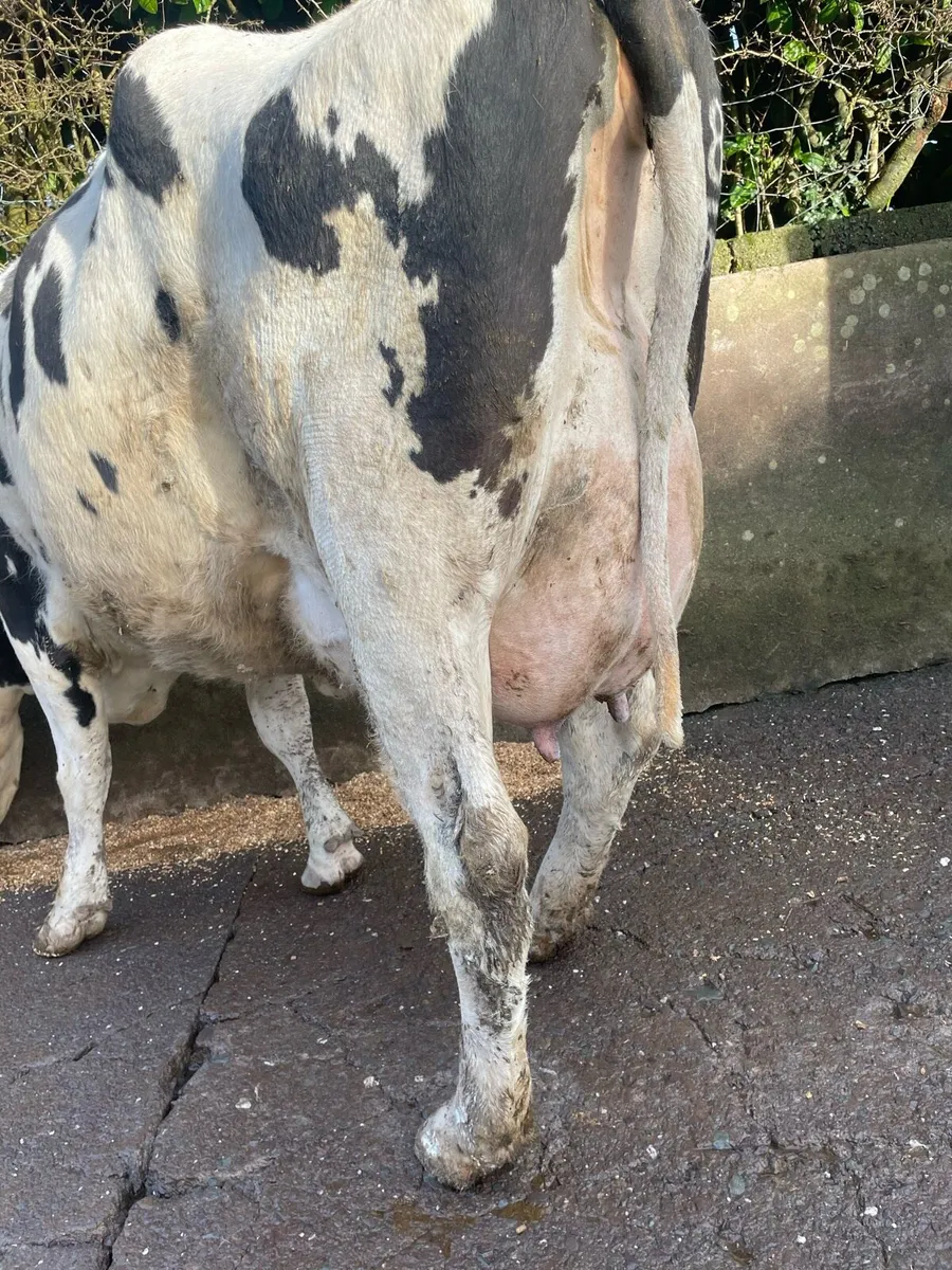 Freshly calved cows and heifer - Image 4
