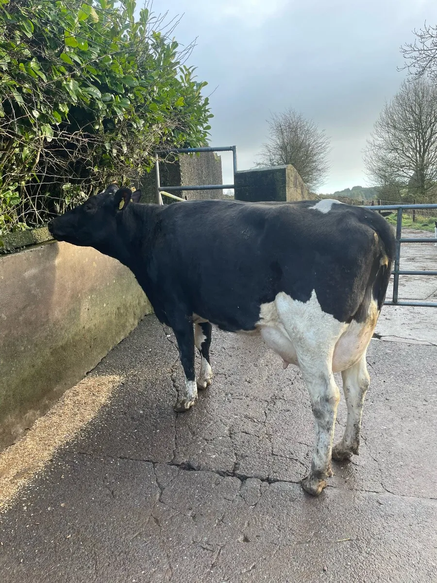 Freshly calved cows and heifer - Image 1