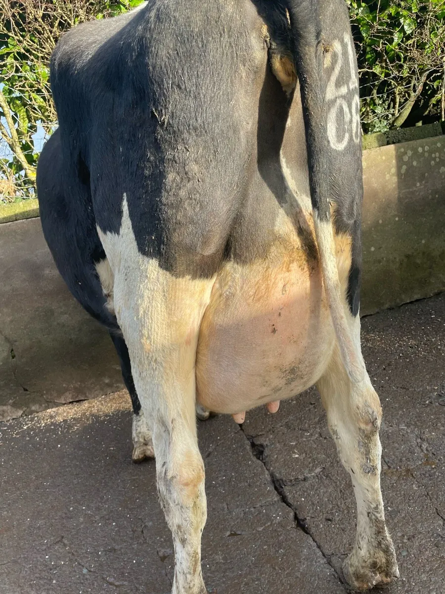 Freshly calved cows and heifer - Image 2