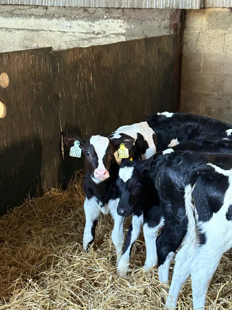 2 High EBI heifer calves - Image 2