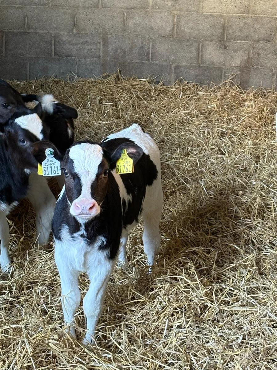 2 High EBI heifer calves - Image 1