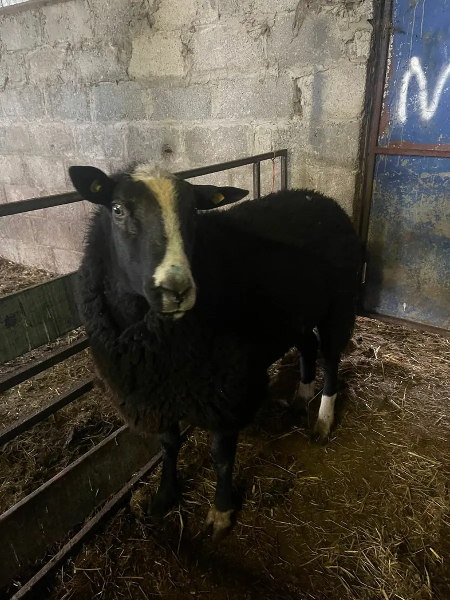 Sheep  Rams - Image 2