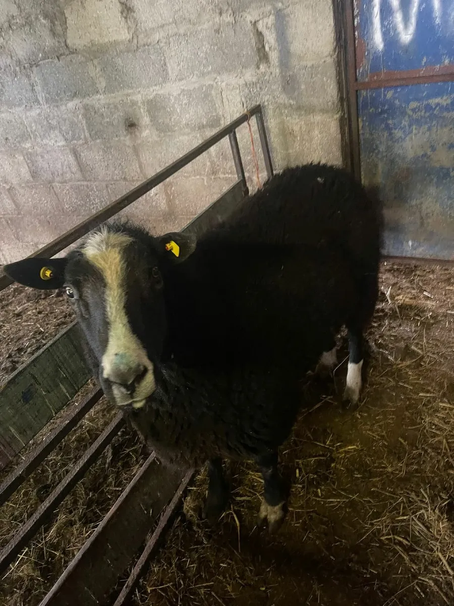 Sheep  Rams - Image 1