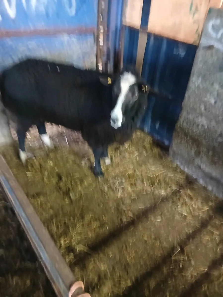 Sheep  Rams - Image 4