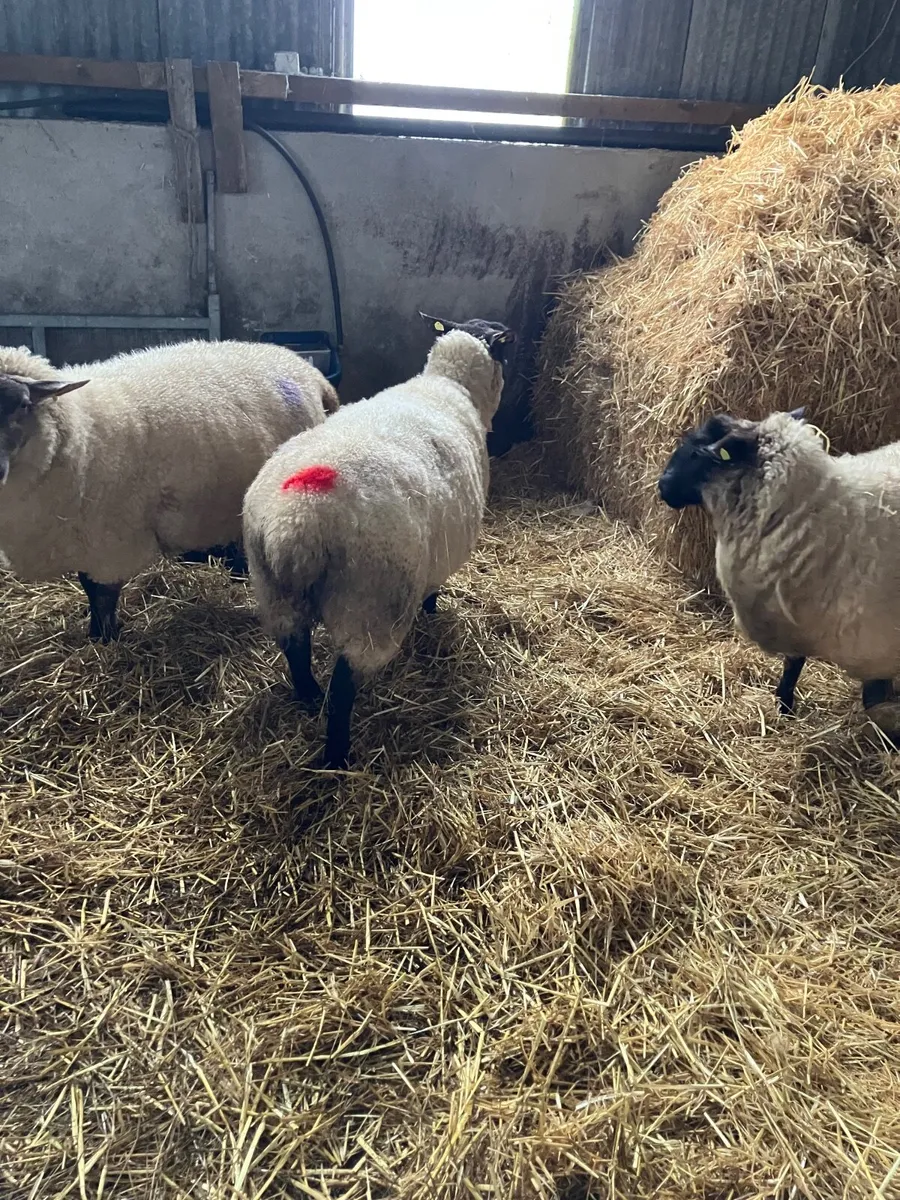 Foster ewe - Image 1