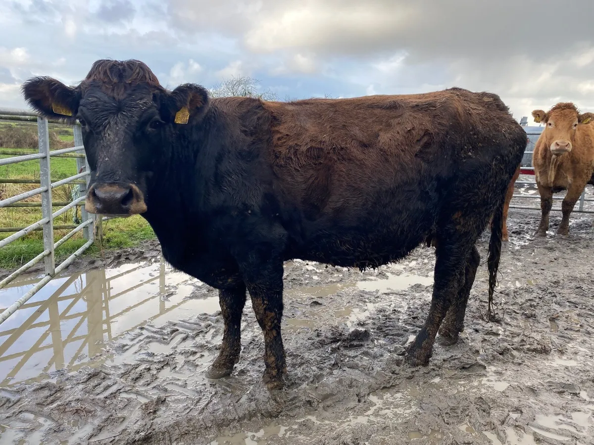 Parthenaise incalf cow - Image 1