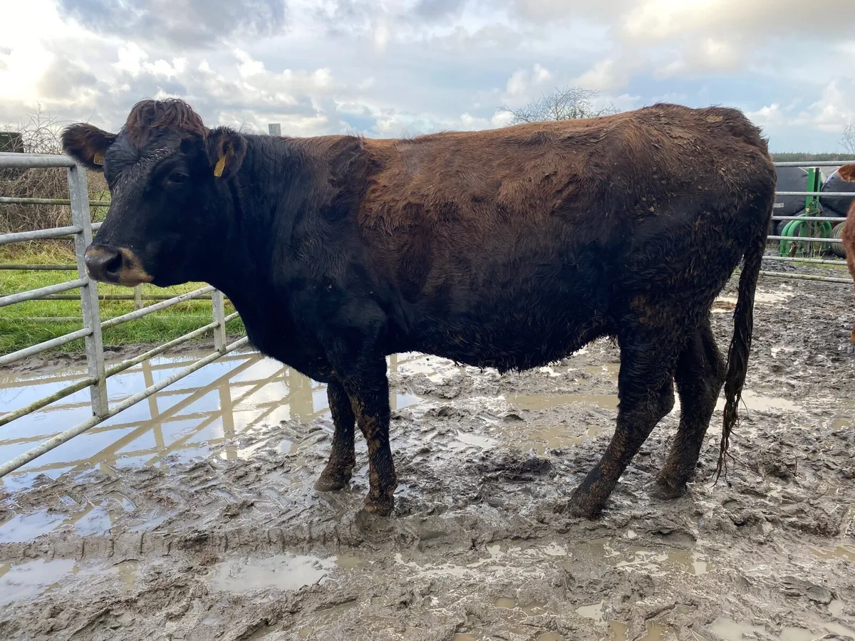 Parthenaise incalf cow - Image 3