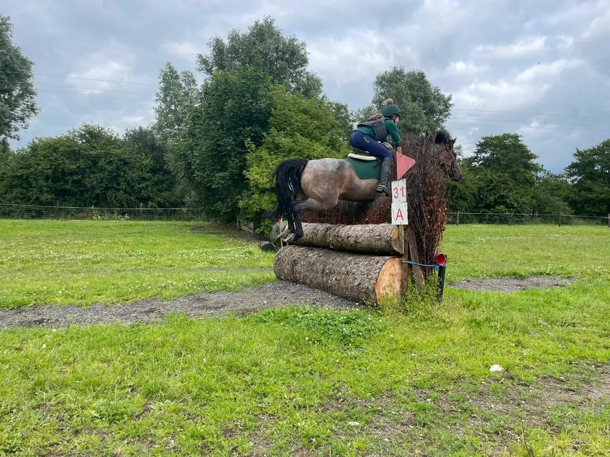 Quality All-Round / Competition Pony for Sale - Image 4