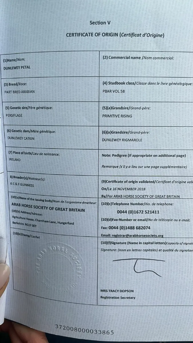 Quality All-Round / Competition Pony for Sale - Image 3