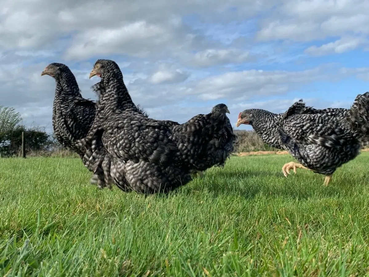 Point Of Lay Pullets - Image 1
