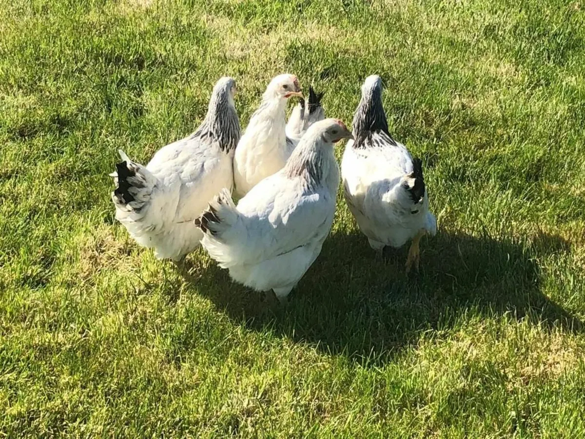 Point Of Lay Pullets - Image 4