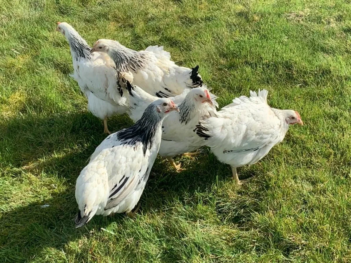 Point Of Lay Pullets - Image 2