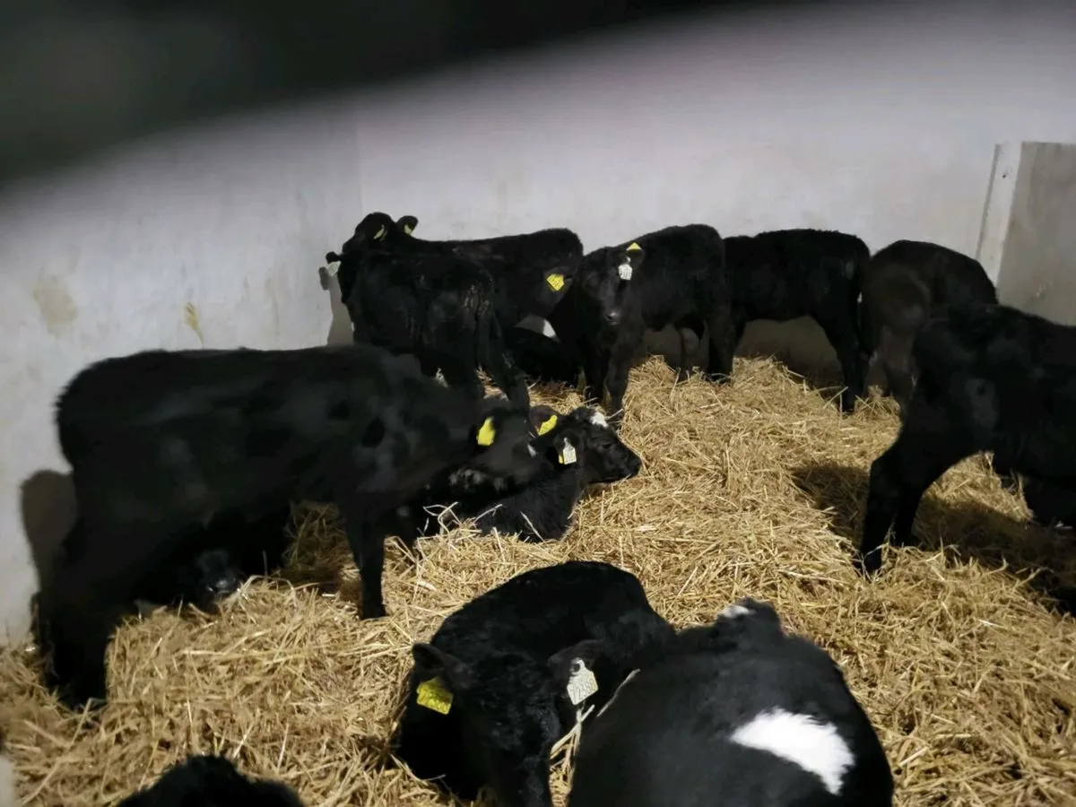 8 top quality angus heifer  calves for sale