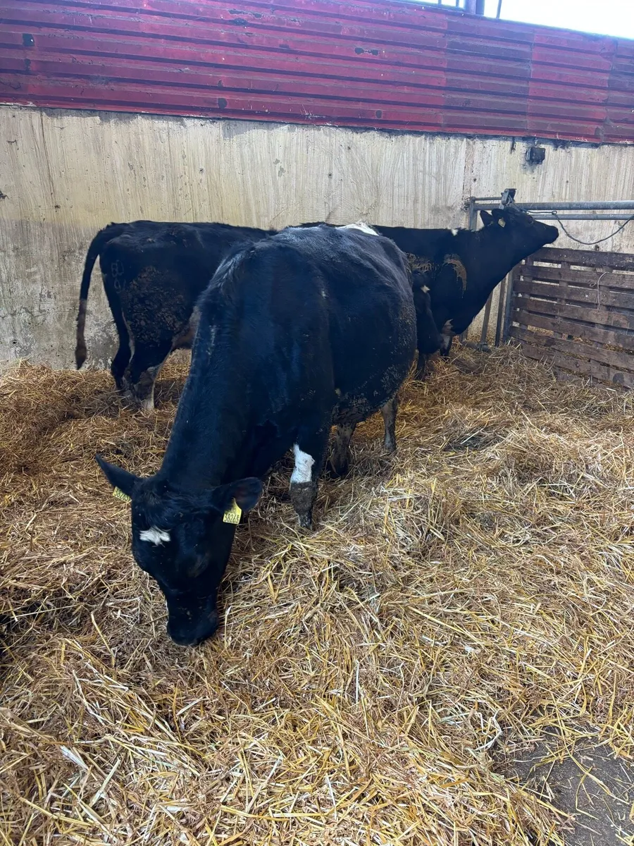 Incalf heifers - Image 1