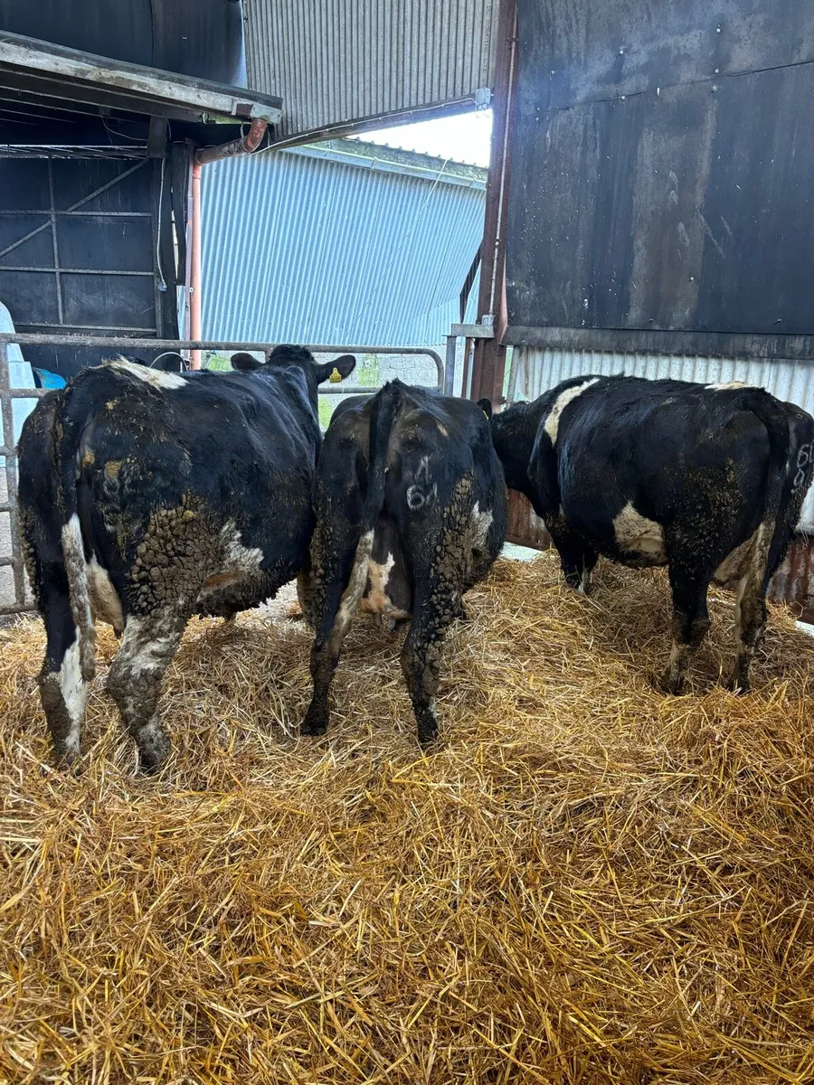 Incalf heifers - Image 4