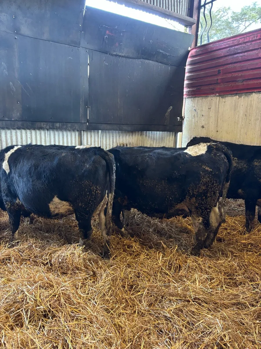 Incalf heifers - Image 2