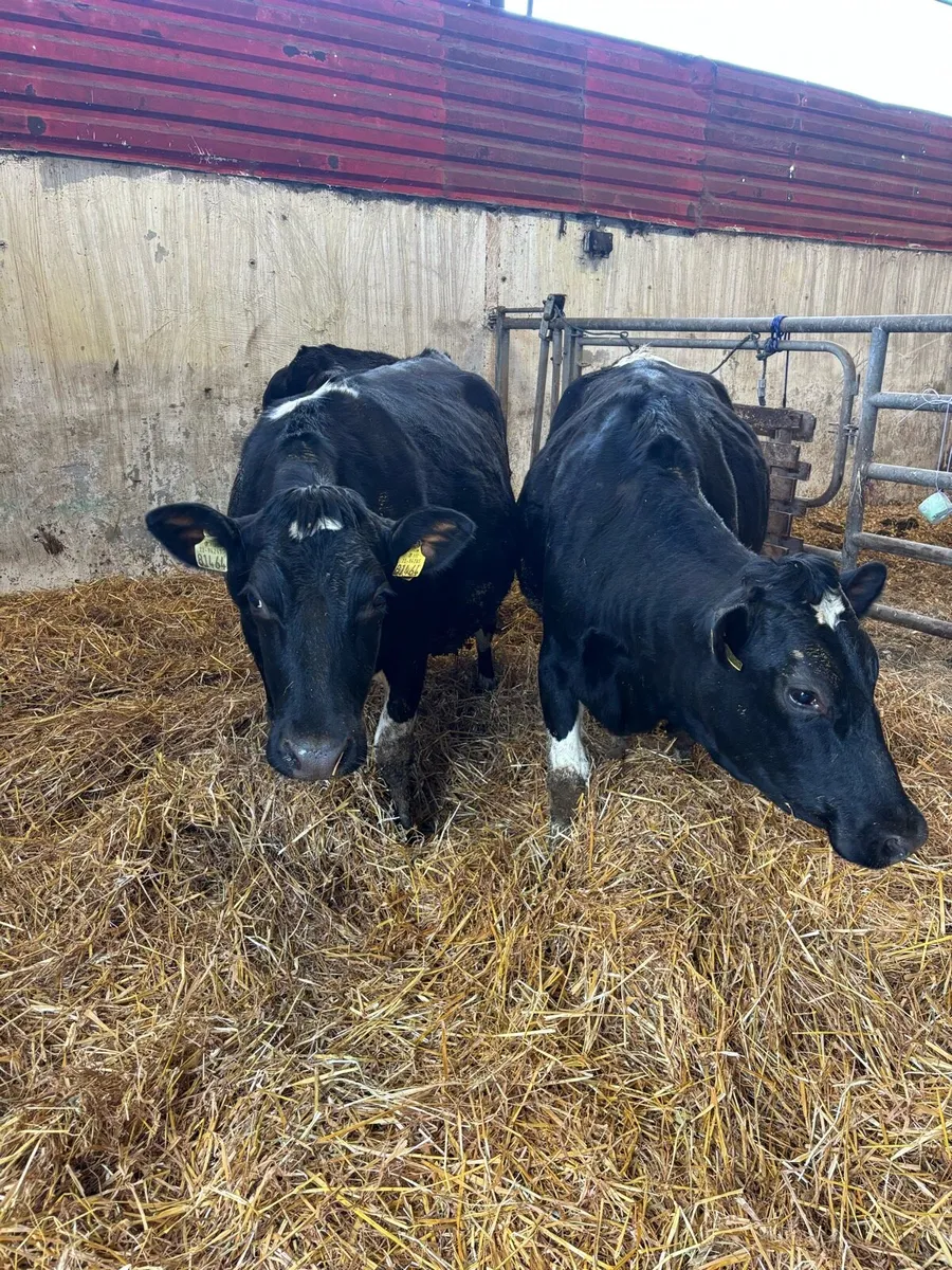 Incalf heifers - Image 3