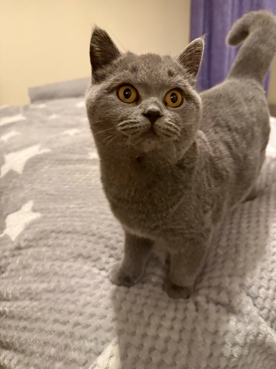 British Short Hair Cat - Image 1