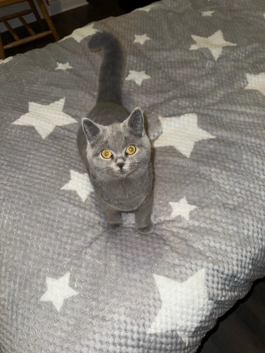 British Short Hair Cat - Image 2
