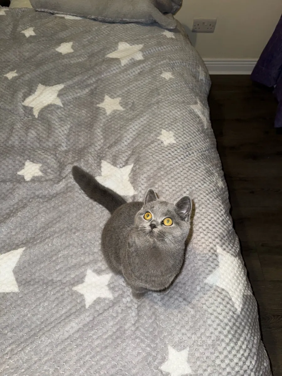 British Short Hair Cat - Image 3