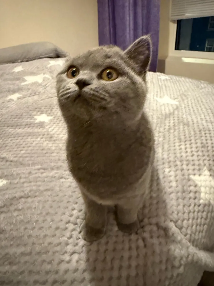 British Short Hair Cat - Image 4