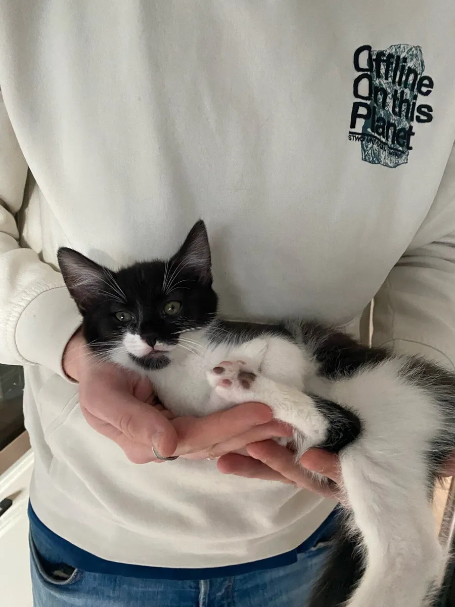 kitten - Image 4
