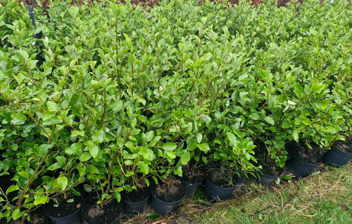 Large potted grisellinia for sale - Image 1