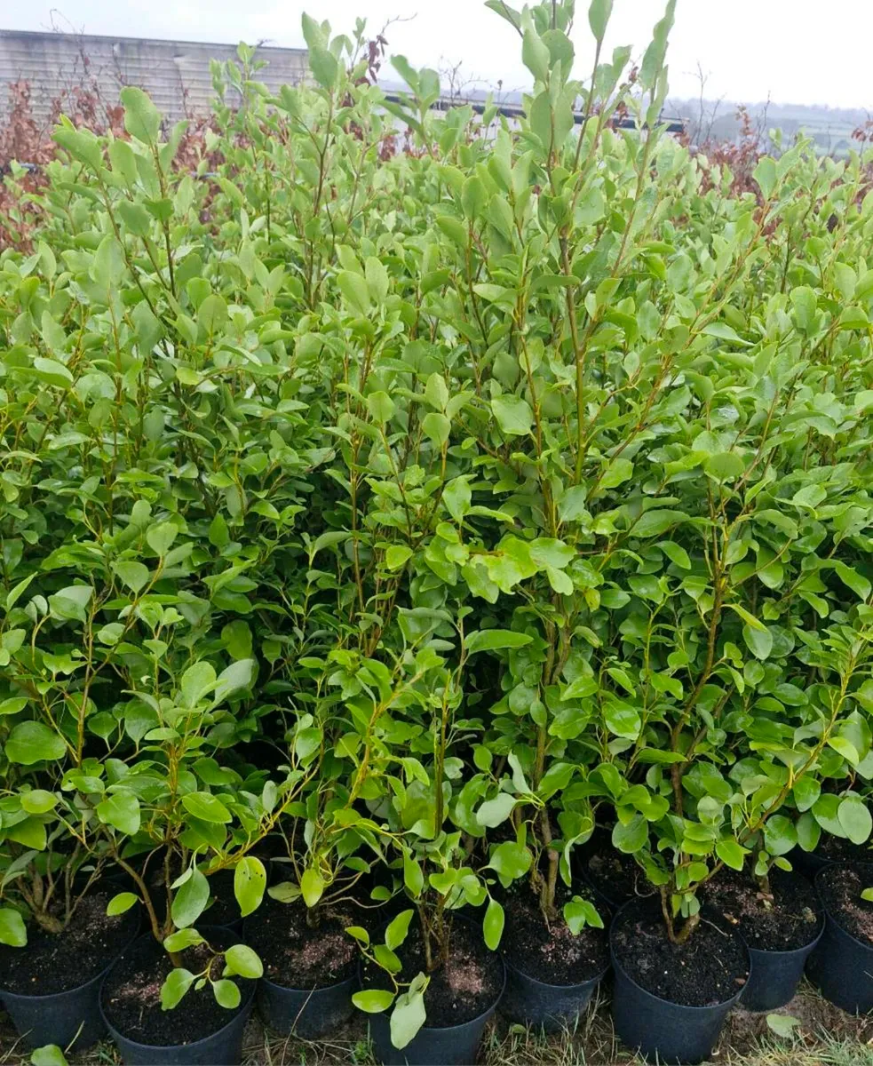 Large potted grisellinia for sale - Image 2