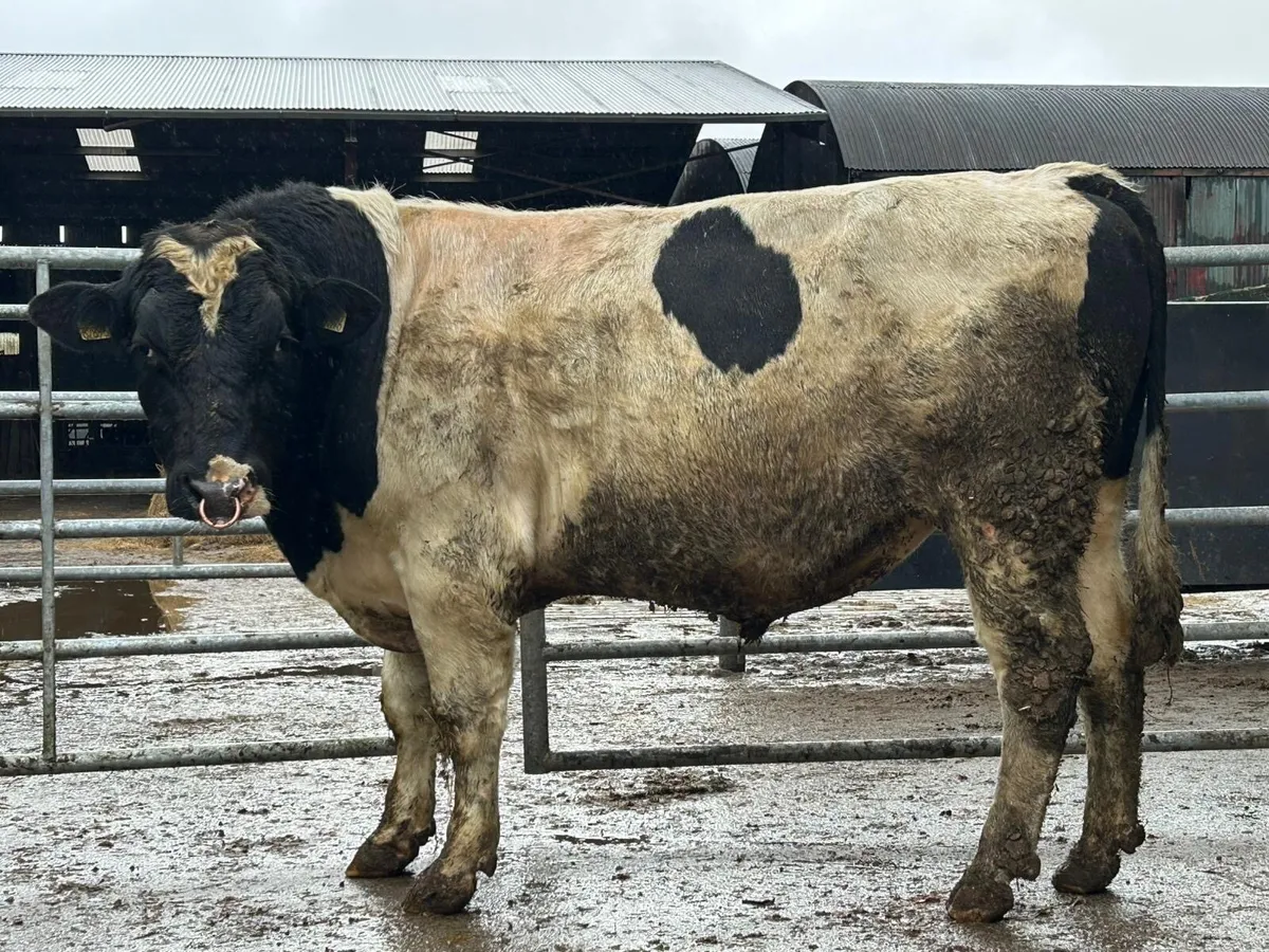 2 year old British friesian bull - Image 2