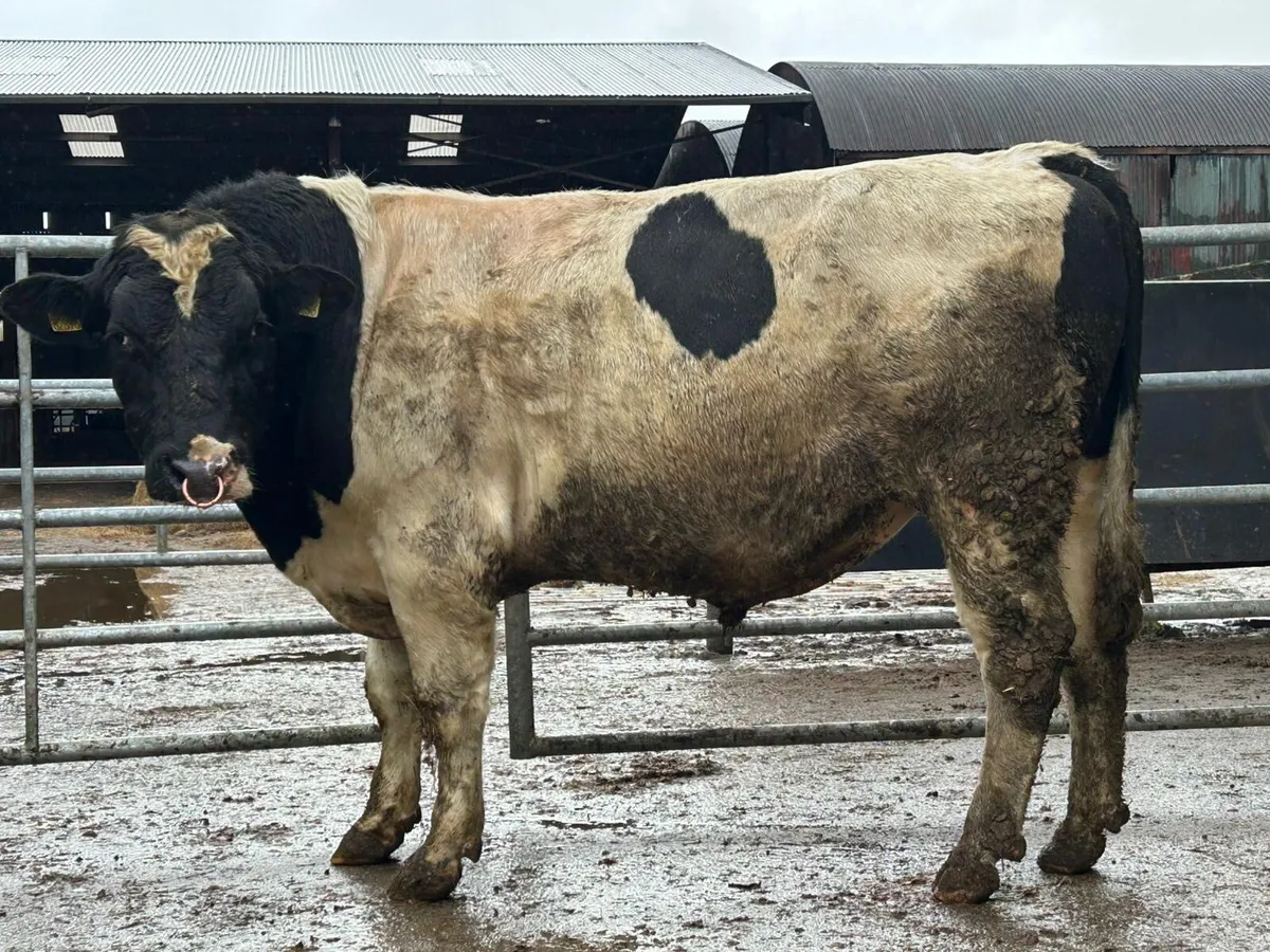 2 year old British friesian bull - Image 3
