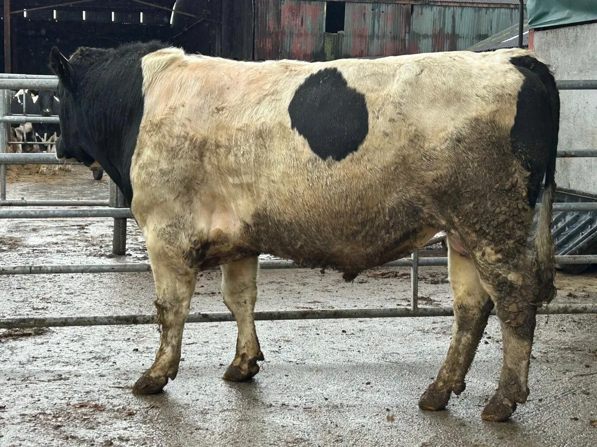 2 year old British friesian bull - Image 4