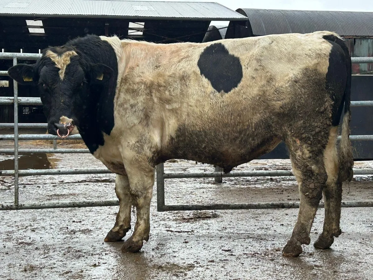 2 year old British friesian bull - Image 1