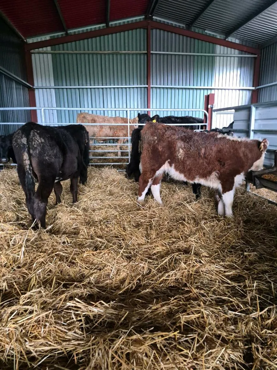 Calves off milk - Image 4