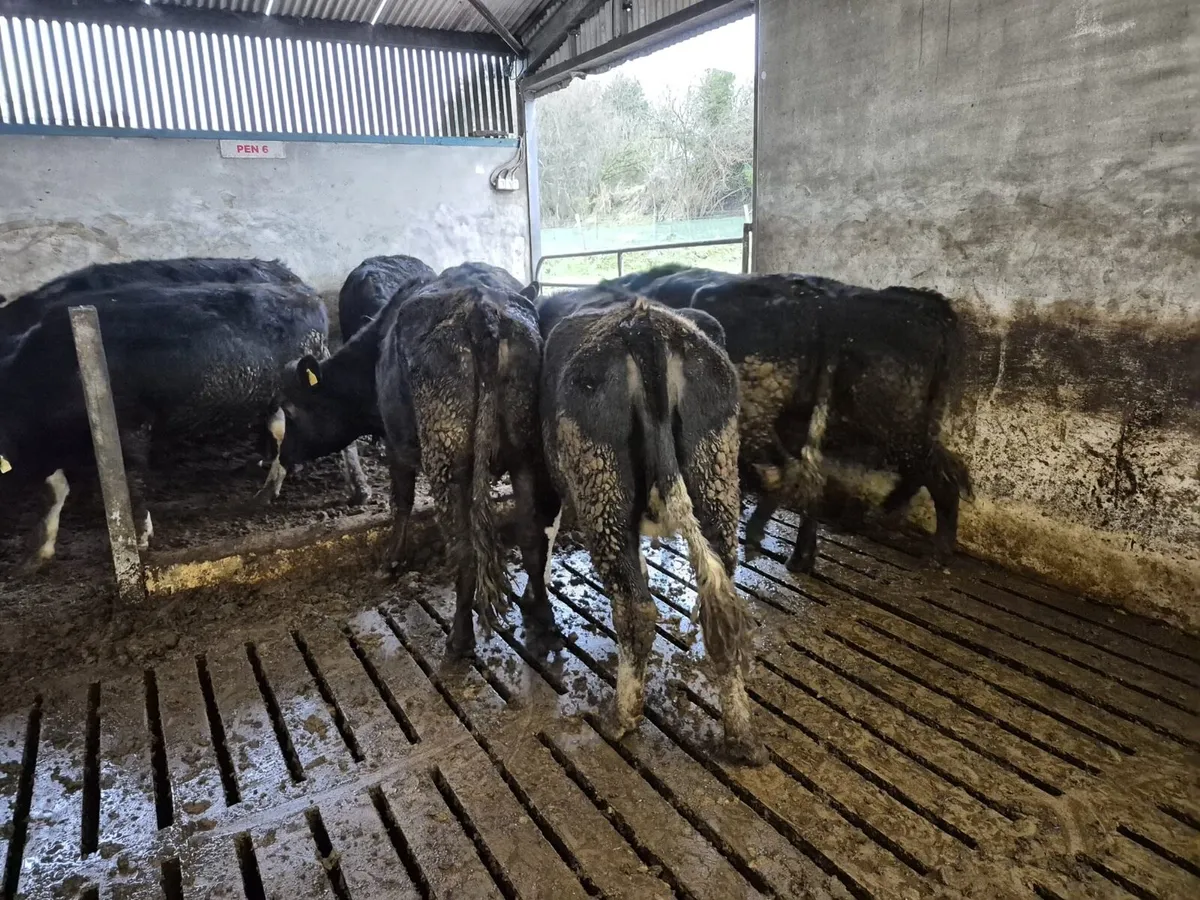 9 Jersey Incalf Heifers - Image 2