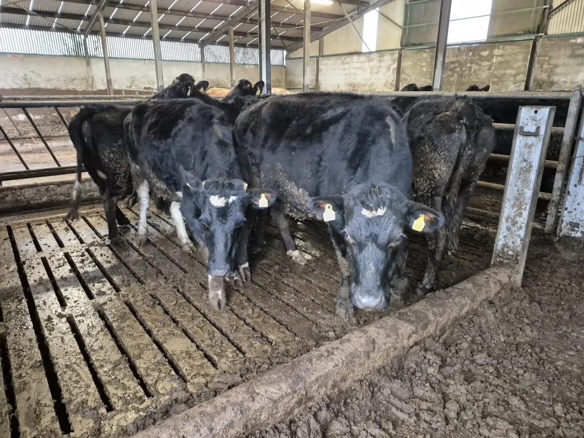 9 Jersey Incalf Heifers - Image 4