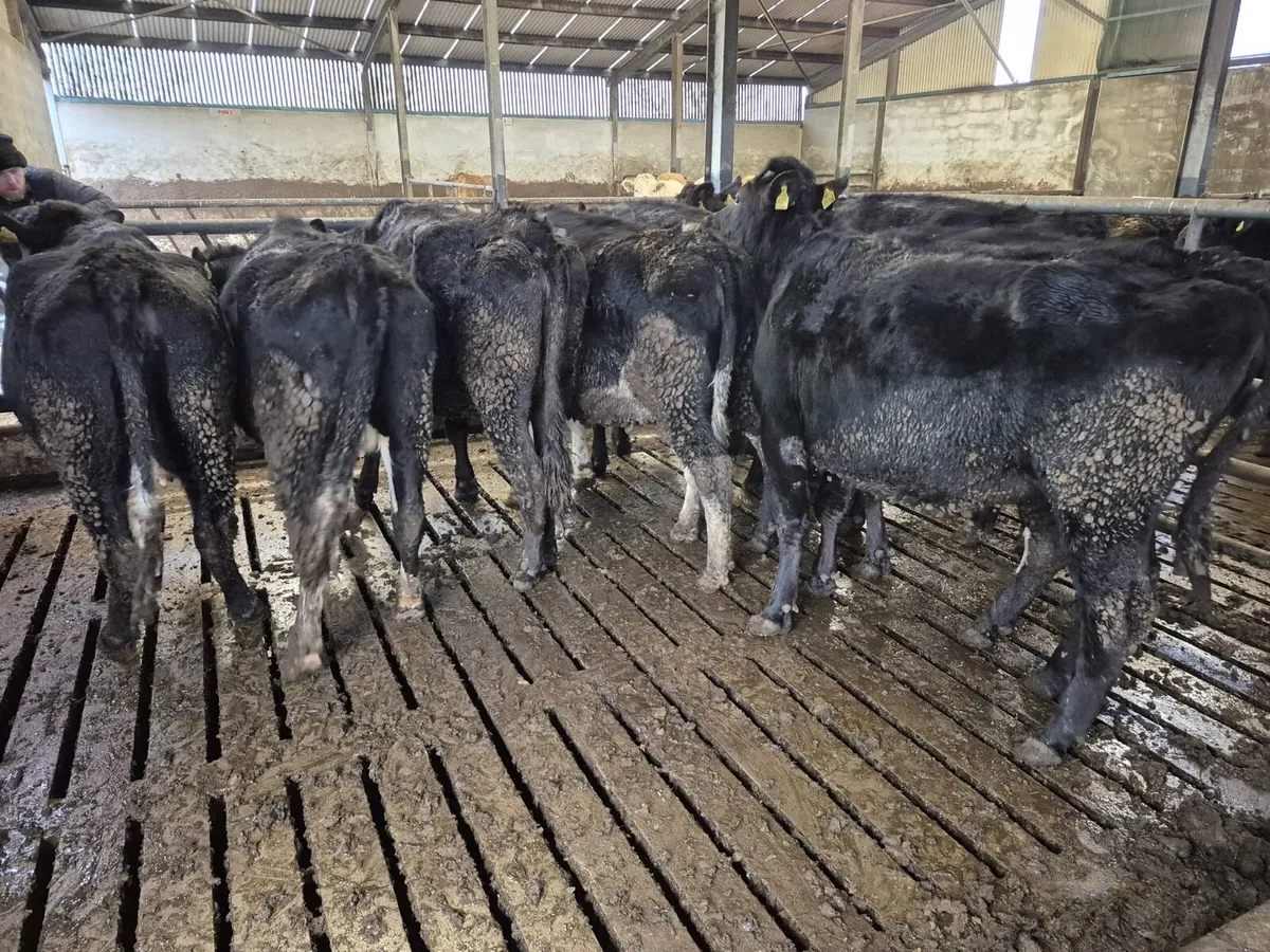 9 Jersey Incalf Heifers - Image 3