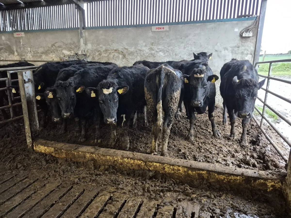 9 Jersey Incalf Heifers - Image 4