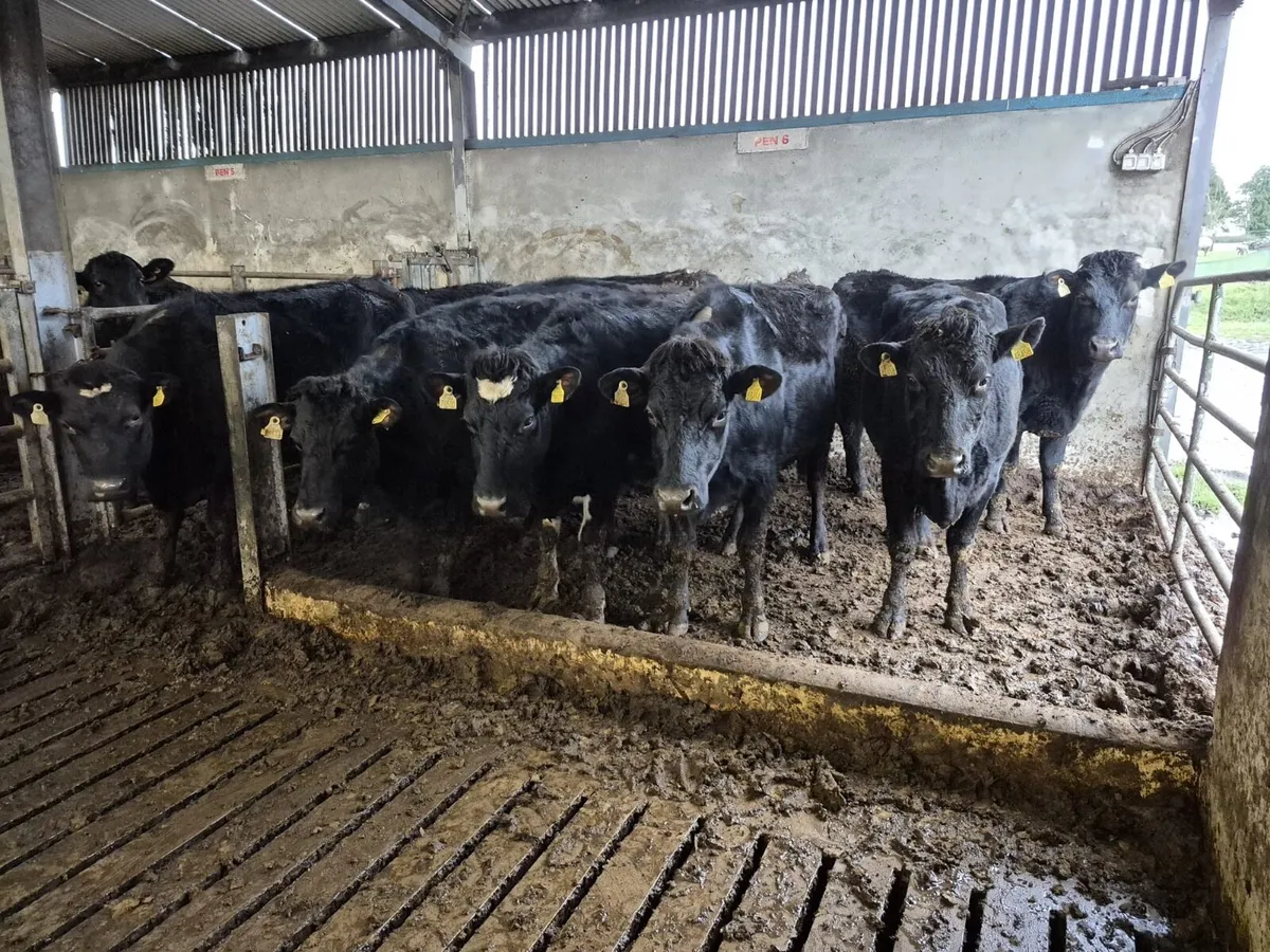 9 Jersey Incalf Heifers - Image 1