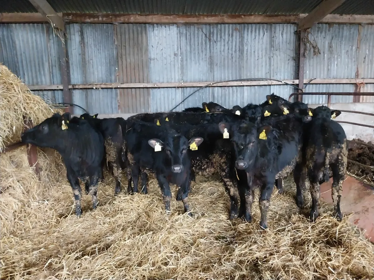 CALVES HEIFERS AND BULLS FOR SALE - Image 1