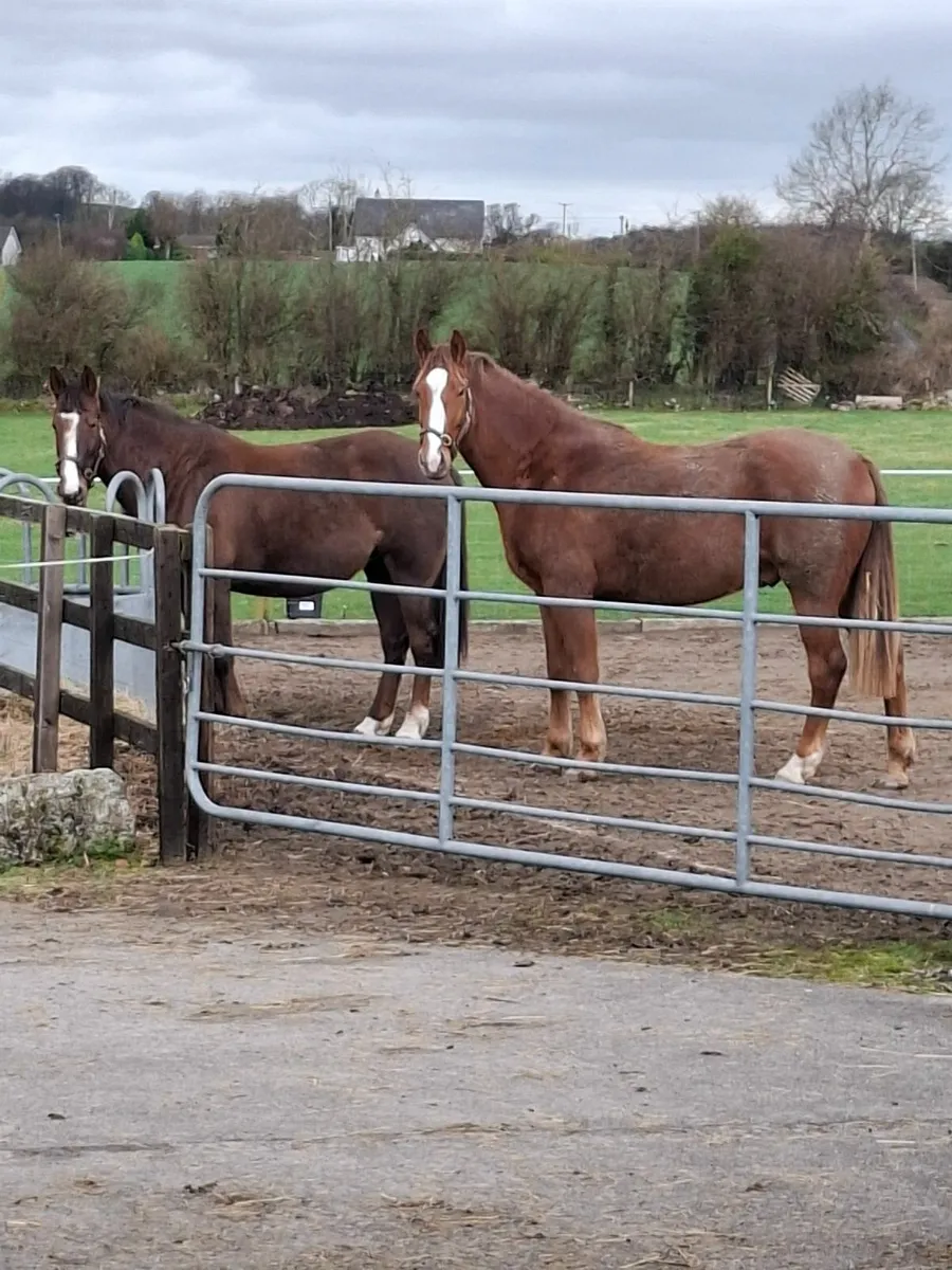 Reg. and Vacc. Broodmare 10 yrs, due to foal April - Image 1