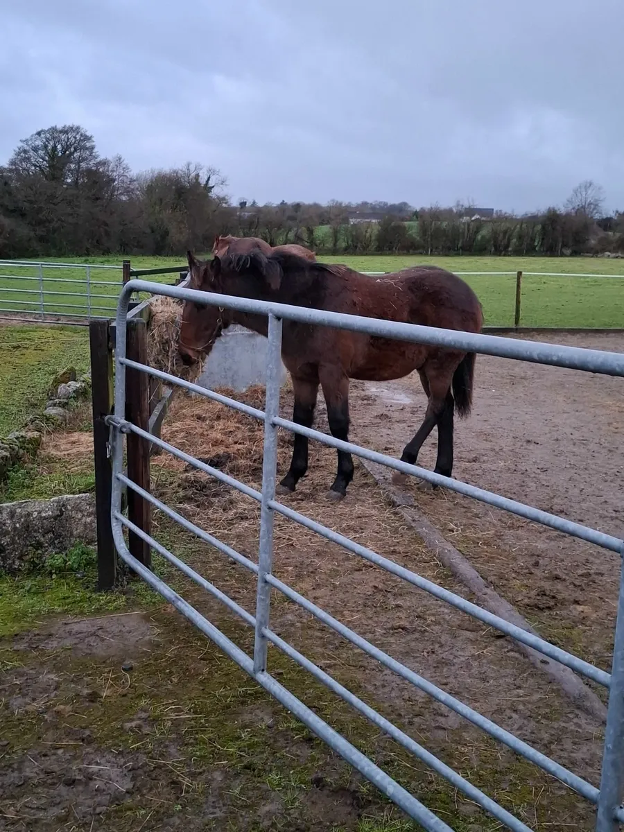 Reg. and Vacc. Broodmare 10 yrs, due to foal April - Image 2