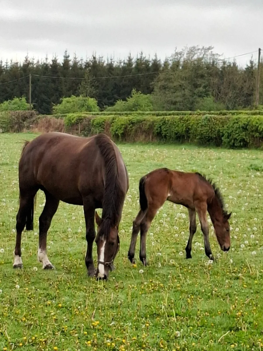 Reg. and Vacc. Broodmare 10 yrs, due to foal April - Image 3