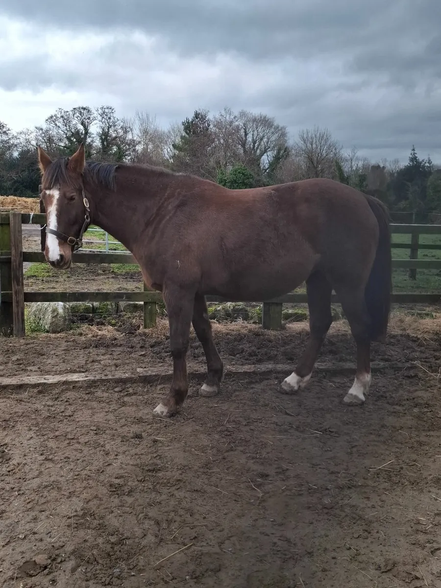 Reg. and Vacc. Broodmare 10 yrs, due to foal April - Image 4