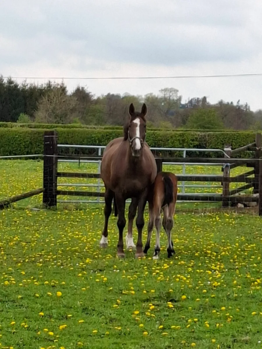 Reg. and Vacc. Broodmare 10 yrs, due to foal April - Image 1