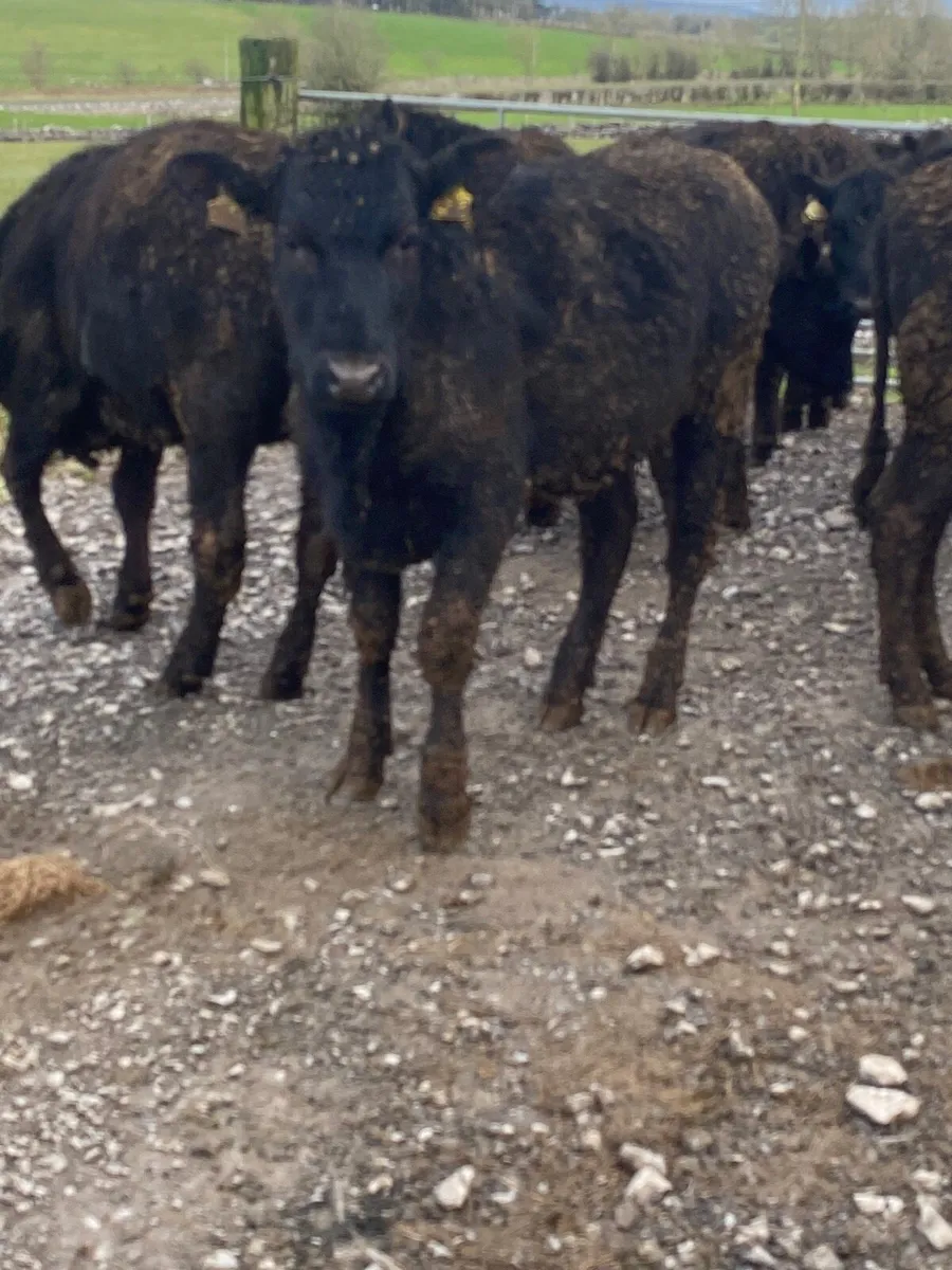 Angus heifers - Image 3